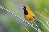 Jamaican Oriole